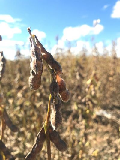 Soja: Mercado em Chicago opera em alta nesta 5� feira com foco sobre Corn Belt