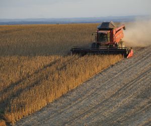 Soja fecha semana em queda na Bolsa de Chicago, pressionada por clima favor�vel nos EUA e realiza��o de lucros