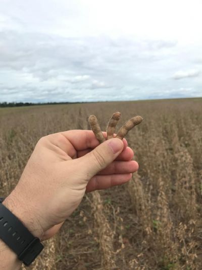 Soja: para USDA, Brasil colheu 6 milh�es de tons a mais do que previs�o da Conab