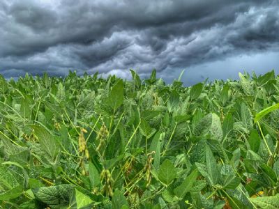 Soja: Clima no BR e alta do d�lar elevam pre�os internos