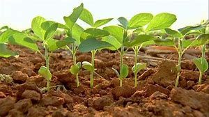 Doen�as em cultura de soja � preocupante na regi�o Norte Araguaia