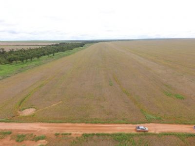 Soja dispon�vel em Mato Grosso aumenta e pre�o m�dio vai a R$ 163