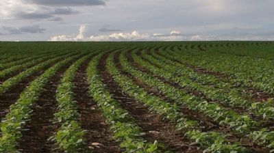 Sem chuvas, Mato Grosso n�o arrisca plantar a soja ap�s fim do vazio sanit�rio