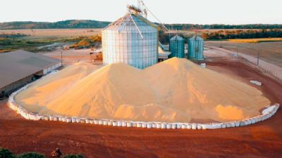 Soja dispon�vel em Mato Grosso sobe 1,8% e pre�o m�dio fica em R$ 139