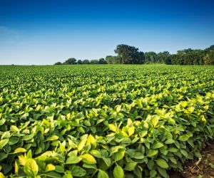 Mato Grosso registra redu��o na oferta de soja para safra 25/26 devido a incertezas clim�ticas e de investimento