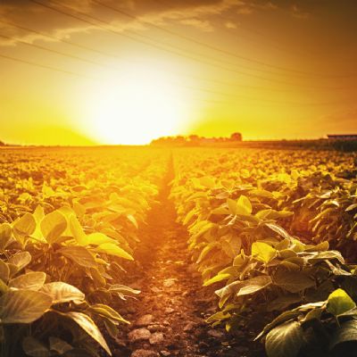 Soja valorizou at� 11% em janeiro; poss�vel redu��o de oferta deve elevar ainda mais os pre�os