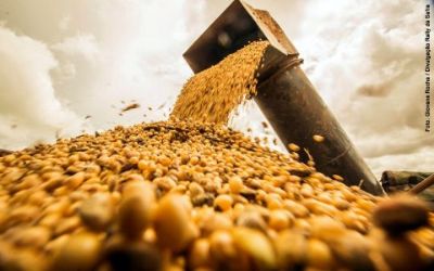 Soja: mercado interno segue pagando melhor que exporta��o e neg�cios nos portos foram lentos nesta segunda