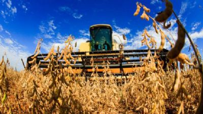 Brasil ultrapassar� EUA como maior produtor de soja