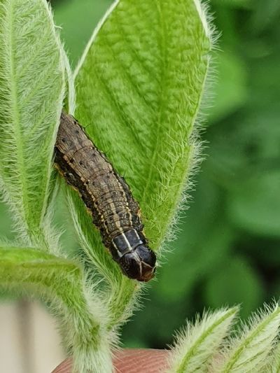 Bioinseticida cresce 1.460% em �rea tratada na soja Bt, aplicado no manejo de Spodopteras