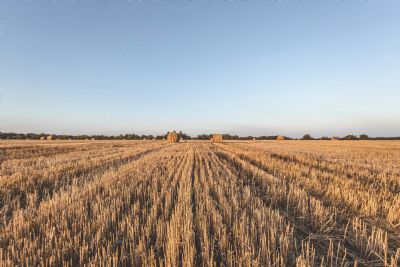 Trigo avan�a no Sul e pressiona negocia��es