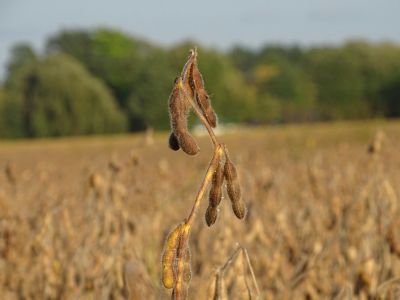 Soja e milho sobem em meio a incertezas globais e suporte do petr�leo