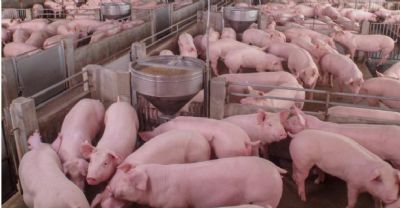 Suinocultores de MS lan�am Programa para promover sustentabilidade da cadeia