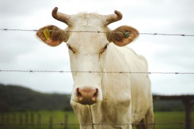Boi/Cepea: Com avan�o de 45% em dois anos, pre�o da carne no atacado atinge recorde
