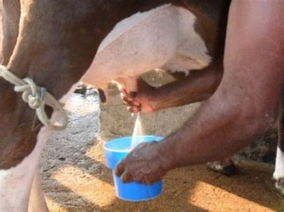 Pre�o pago ao produtor por litro de leite cai mais de 12% no Norte Araguaia