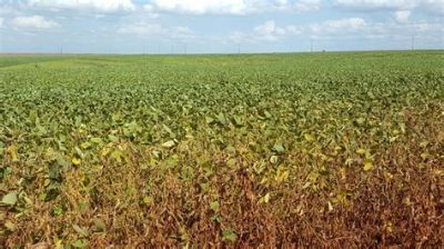 �reas de soja afetadas por seca na Argentina podem ter perda de rentabilidade de at� 75%; no milho, probabilidade � de 95%