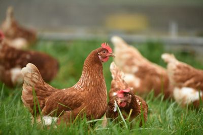 Frango/Cepea: Poder de compra do avicultor paulista volta a subir ap�s quatro meses