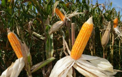 Atrasos no campo preocupam agentes