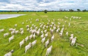 Acrimat pede amplia��o de prazo de vacina��o contra febre aftosa