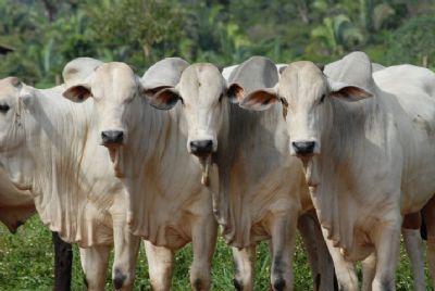 Abate de machos no Norte Araguaia aumentou mais de 25% este ano