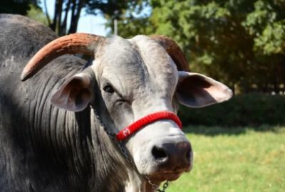 Touro Sherlock se aposenta ap�s gerar mais de 340 mil filhos