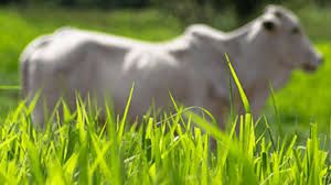 De olho nas pastagens