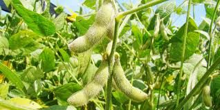 Soja mant�m estabilidade em Chicago nesta 4� feira e mercado ainda absorve dados do USDA