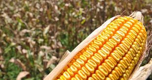 Mato Grosso: Imea aponta queda de 1,2% na cota��o do milho dispon�vel