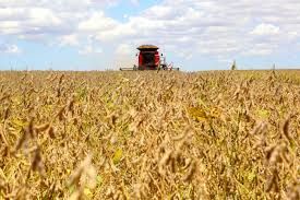 Soja segue caminhando com estabilidade e com ligeiros ganhos nesta 4� feira em Chicago
