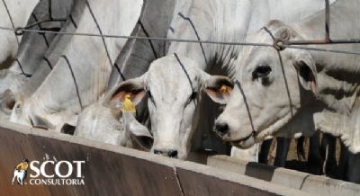 Boi gordo: ind�strias frigorificas testando o mercado
