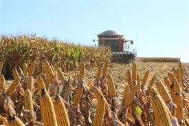 Confira os pre�os do milho pelo Brasil