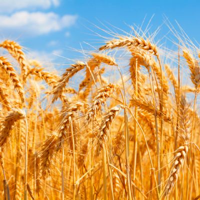 Trigo: Importa��es s�o as maiores em 24 anos