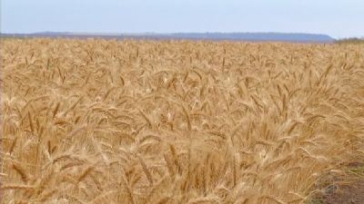 Trigo: Pre�o externo recua com acordo entre R�ssia e Ucr�nia