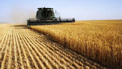 TRIGO/CEPEA: Com proximidade da colheita, valores se enfraquecem