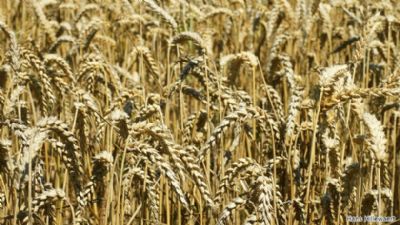 Trigo: Pre�o animador