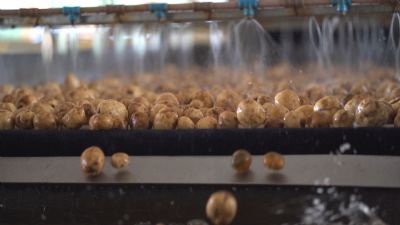 Lavador de Batatas da Castrolanda � o primeiro do pa�s a ser certificado com ISO 9001: 2015