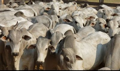 Queda da @: Mesmo com limita��es de animais, fraca demanda pode abalar o pre�o