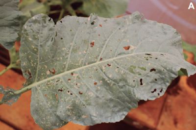 Como identificar pragas em br�colis e couve-flor