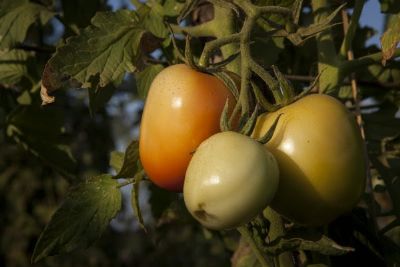 Pequenos produtores do Distrito de Baux� aprendem a cultivar hortali�as de fruto