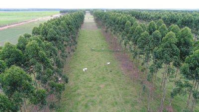 Estudo registra melhores �ndices de precocidade sexual de novilhas em sistemas integrados