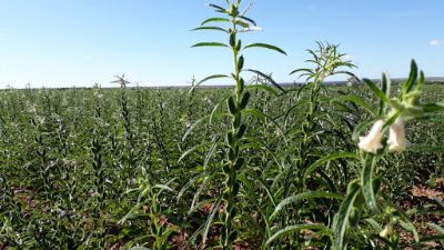 Regi�o do Espig�o do Leste traz nova cultura para a regi�o