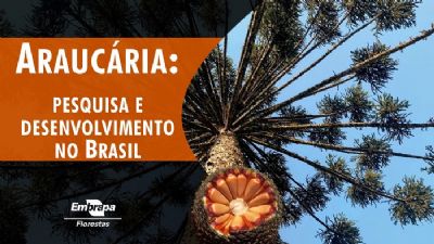 Arauc�ria em foco: esp�cie ganha livro que re�ne informa��es de diversos especialistas
