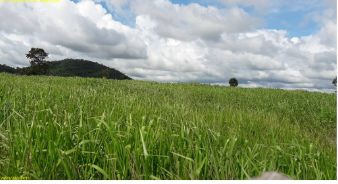 Propriedades rurais recuperam pastagens e �reas degradadas em MT