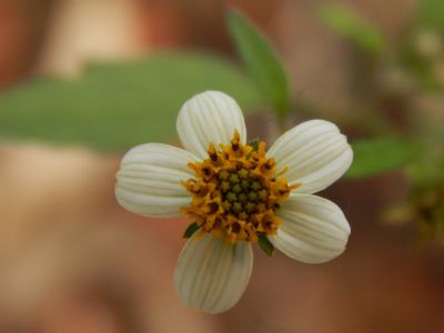 Tirso de Salles Meirelles e Tarc�sio Gomes de Freitas em estande da Comiss�o Semeadoras do Agro, da FAESP, na Feira do Empreendedor