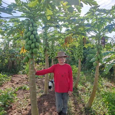 Com orienta��es da ATeG, produtora rural transforma deserto em agrofloresta