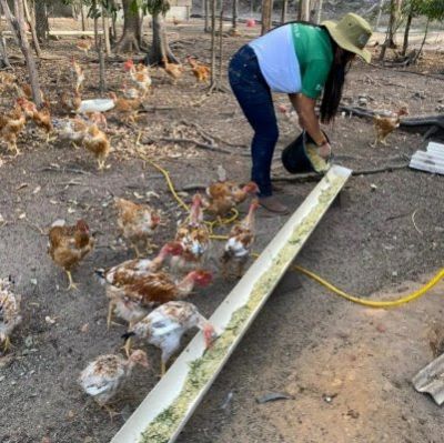 Comunidade amplia conhecimentos sobre avicultura ap�s s�rie de treinamentos