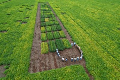 Usina Alta Mogiana se sobressai na produ��o de soja em sua reforma de canaviais