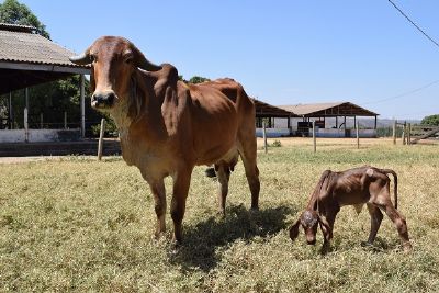 Primeira vaca clonada pela Embrapa Cerrados d� � luz a filhote