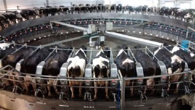 Produtor de leite est� aprendendo rapidinho a trabalhar com o celular