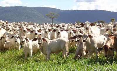 Desajuste entre oferta e demanda no mercado de reposi��o em Mato Grosso do Sul