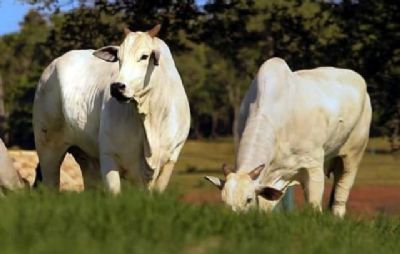 Cota��o da vaca gorda caiu R$3,00/@ em S�o Paulo